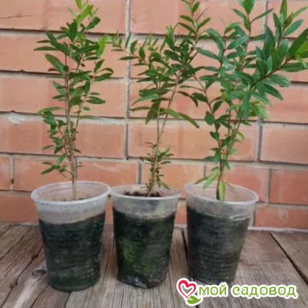 Гранат Желтый