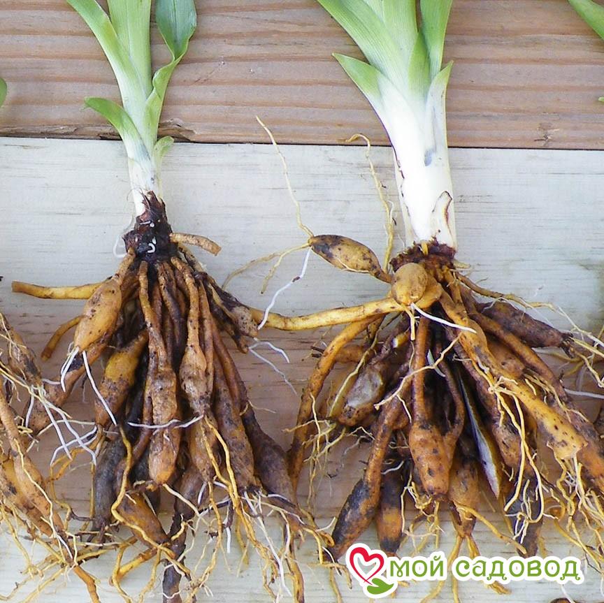 Лилейник Лайт Бриз